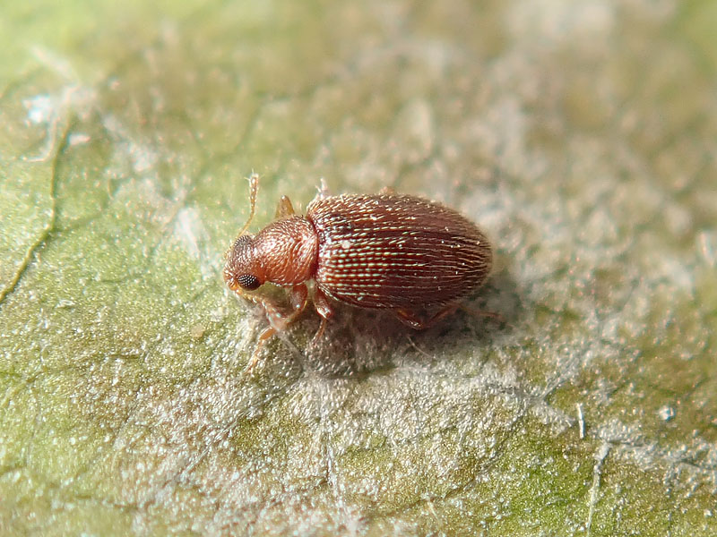 Latridiidae? S ! Cortinicara gibbosa